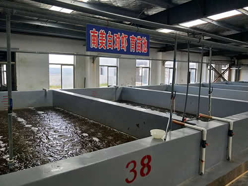 南美白對(duì)蝦育苗池02