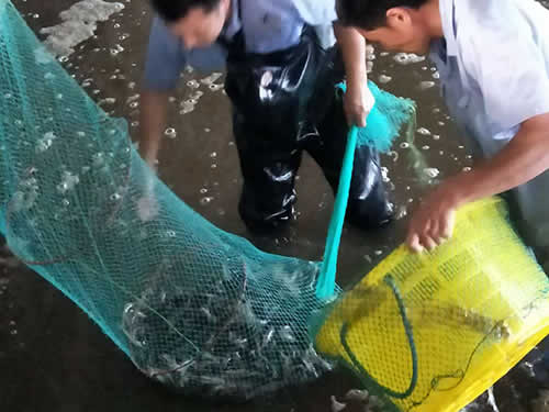 捕蝦現(xiàn)場04
