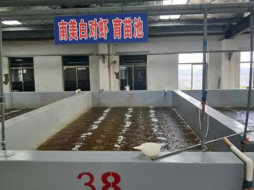 南美白對(duì)蝦育苗池01